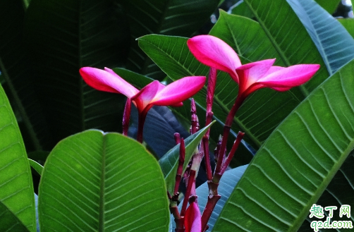 素馨花好养活吗 素馨花怎样养花开旺盛2